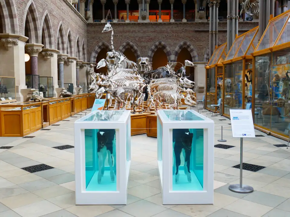 3_Oxford University Museum of Natural History