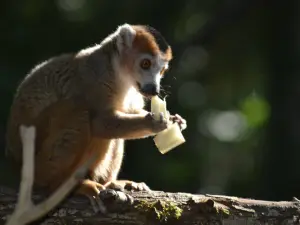 Zoological Reserve Calviac