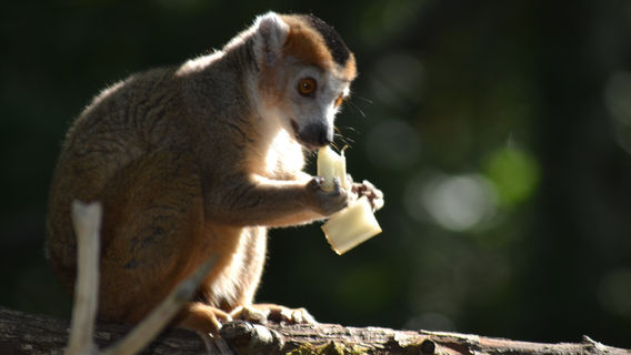 Zoological Reserve Calviac