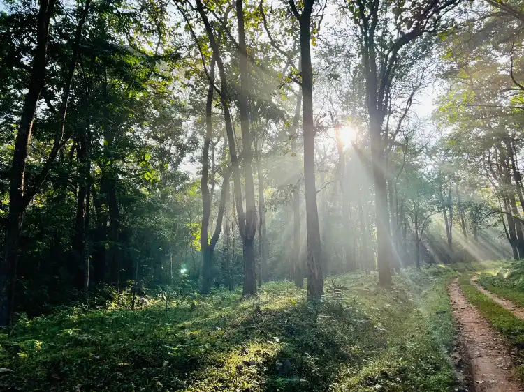 Hotels near Bhadra Wildlife Sanctuary