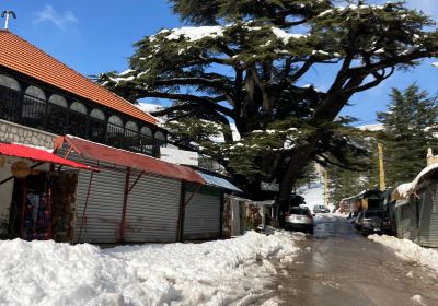Cedars of God Bsharri