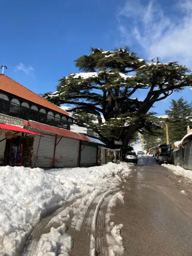 Cedars of God Bsharri
