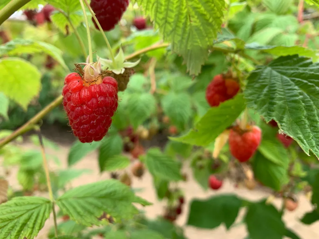 5_Remlinger Farms