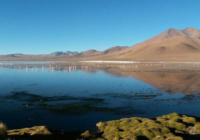 Laguna Colorada