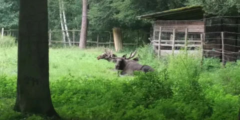 老雉園野生動物園