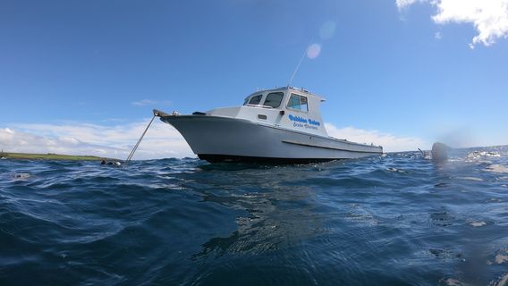 Bubbles Below Scuba Charters