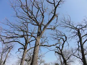 Vilas (Henry) Park