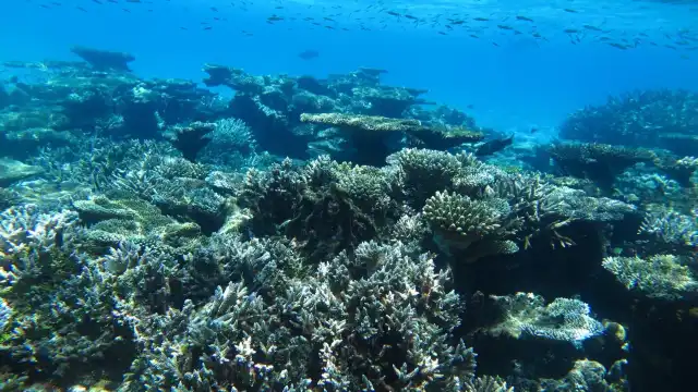 Hotels near Banana Reef