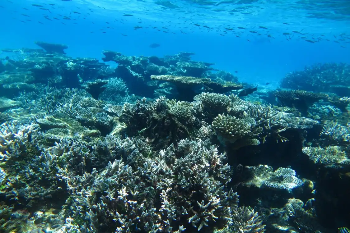 Hotels near Banana Reef