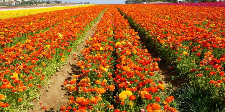 The Flower Fields