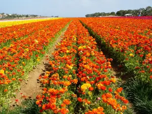 The Flower Fields