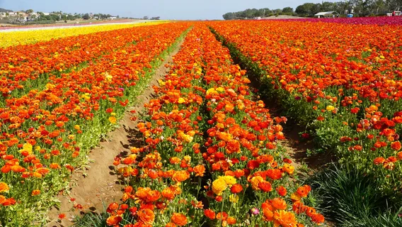 The Flower Fields