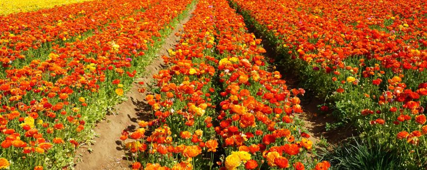 The Flower Fields