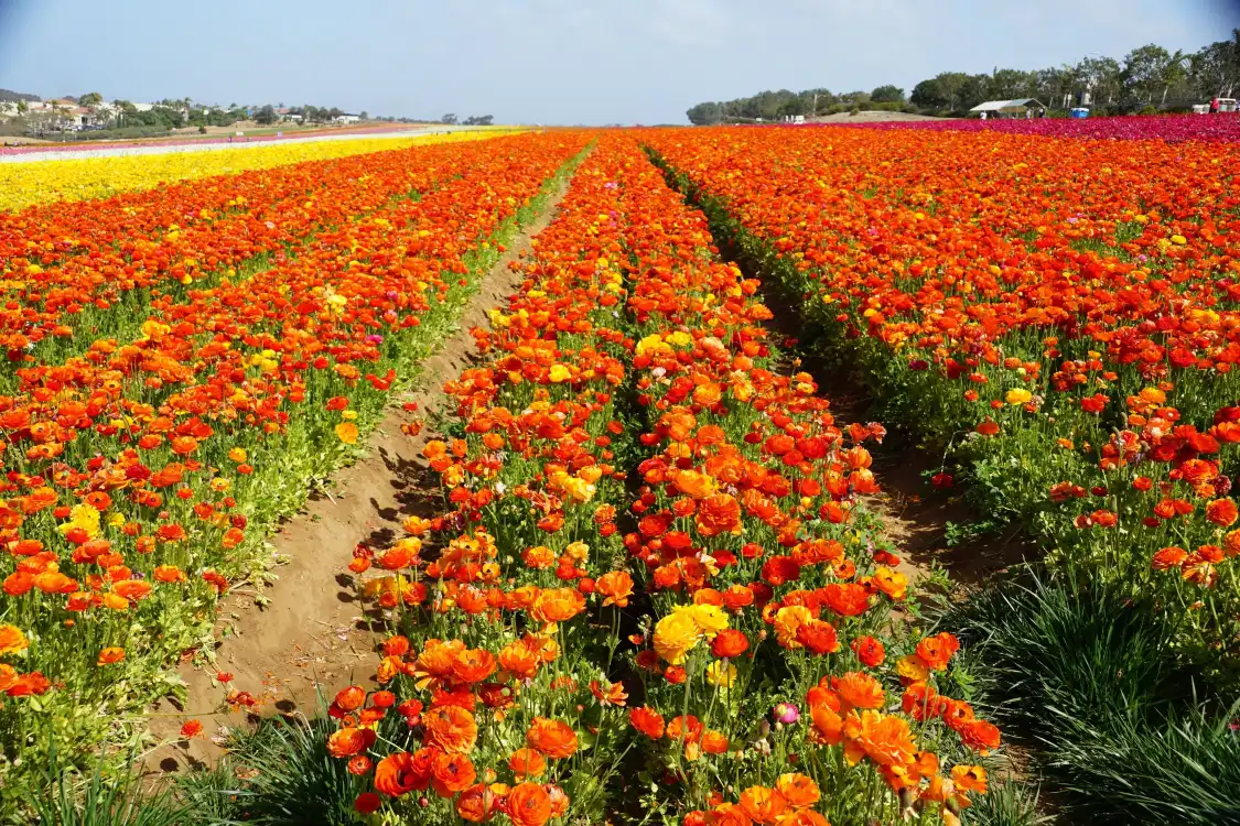 Hotels near The Flower Fields