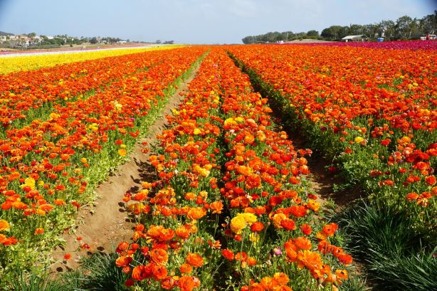 The Flower Fields