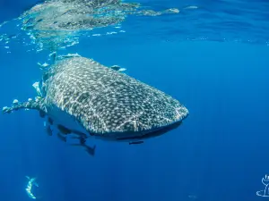 Les Baleines Rand'eau