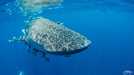 Les Baleines Rand'eau