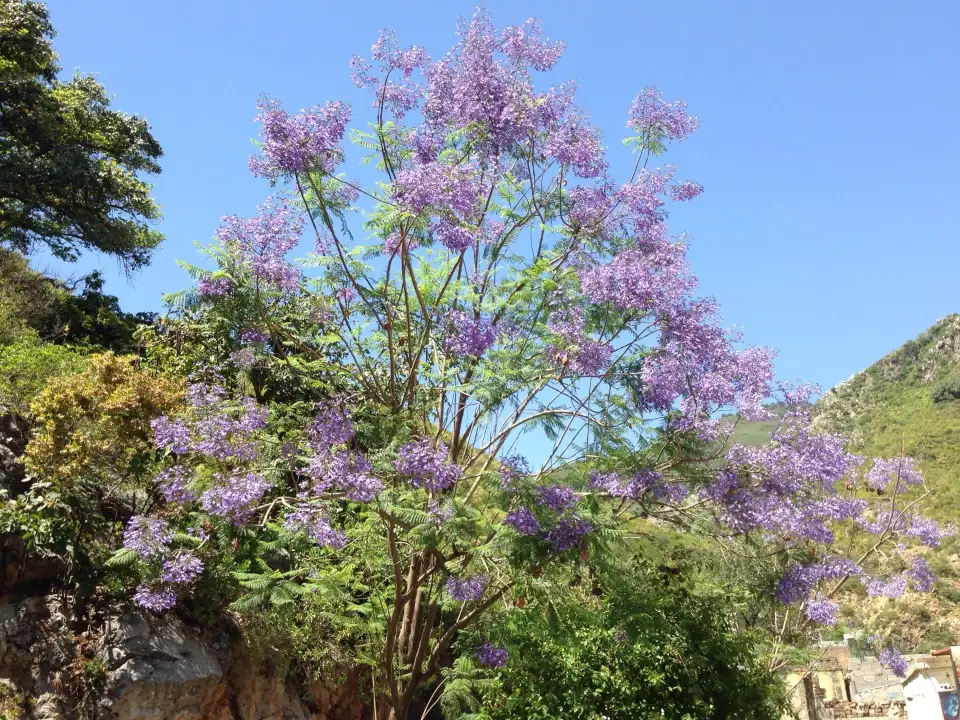 3_Saidpur