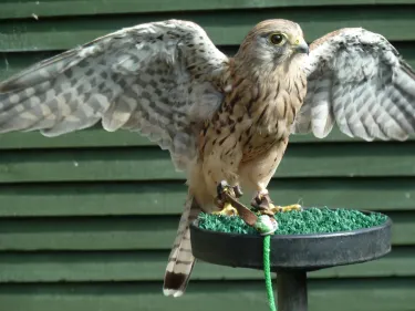 Jedforest Deer & Farm Park