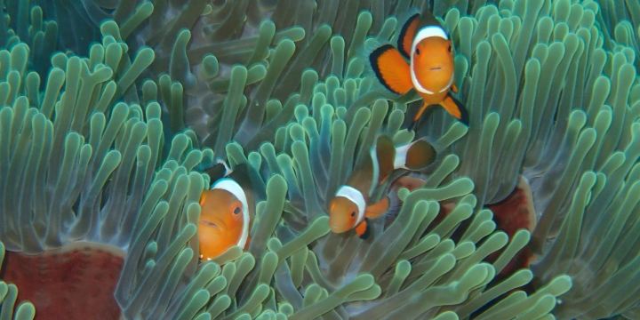 Palaka Siargao Dive Center