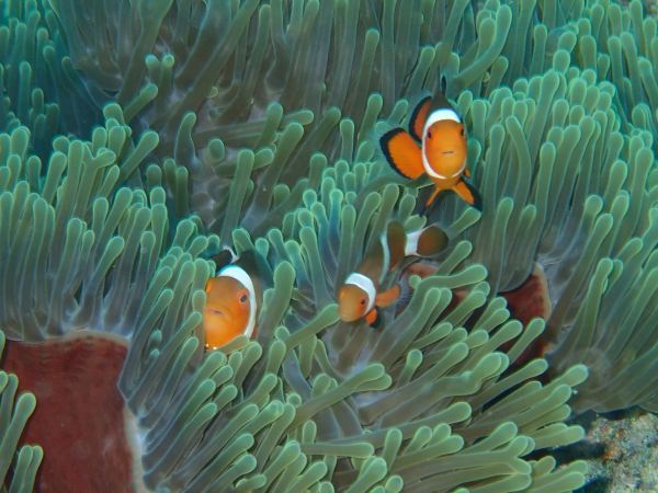 Palaka Siargao Dive Center