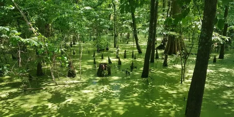 Greenville Cypress Preserve