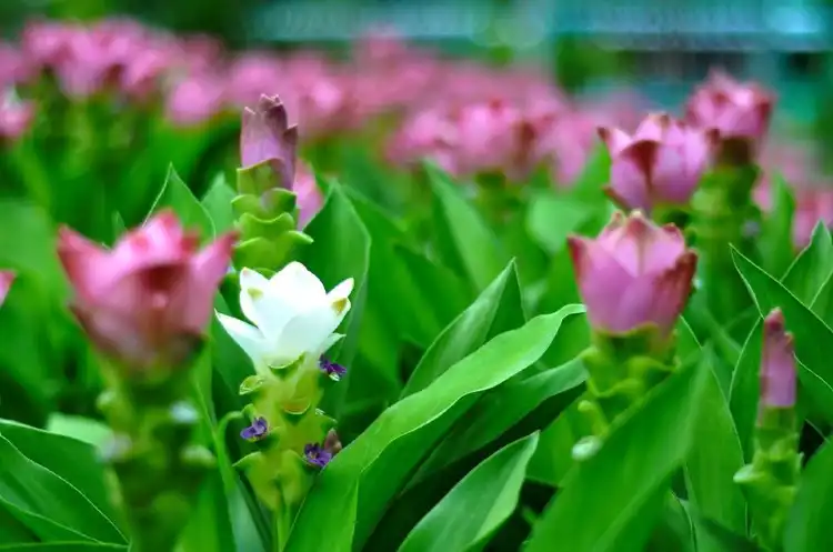 Hotel in zona Wat Yang Kiao Faek