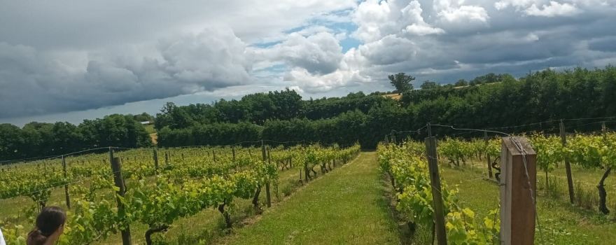 Valley Farm Vineyards