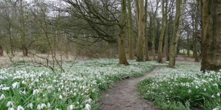 Lings Wood Nature Reserve