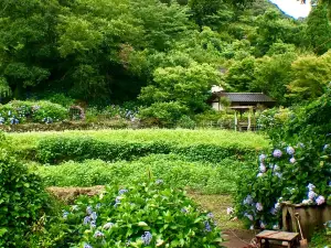 Shinonome no Sato Hydrangea Garden