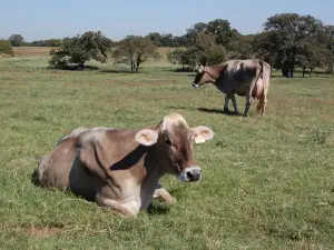 Eagle Mountain Farm House Cheese