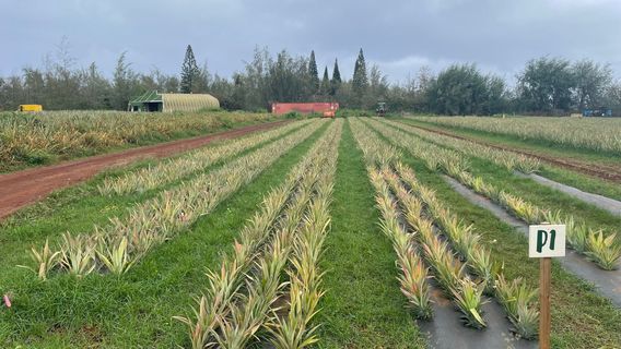 Hole in the Mountain Farm - Kauai Sugarloaf Pineapple (Not open to the public- only tours with reservations)