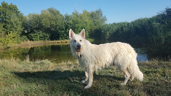 Hundezone Freilauf Mit Wasserzugang