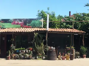 Kaktus