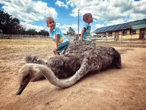 Ostrich Fun