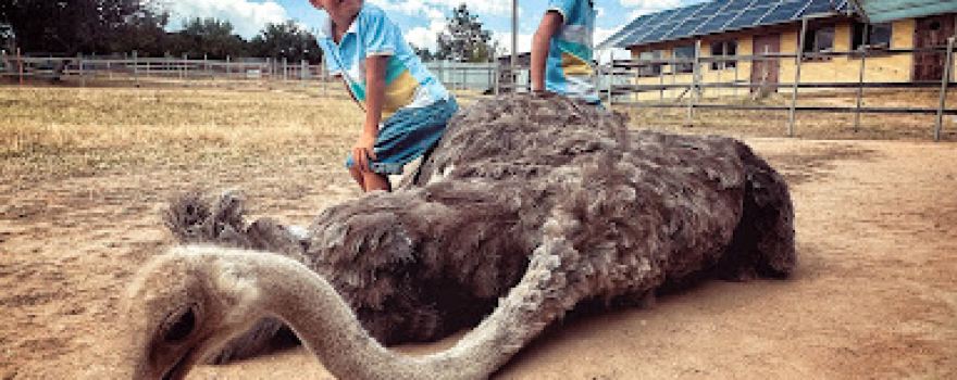 Ostrich Fun