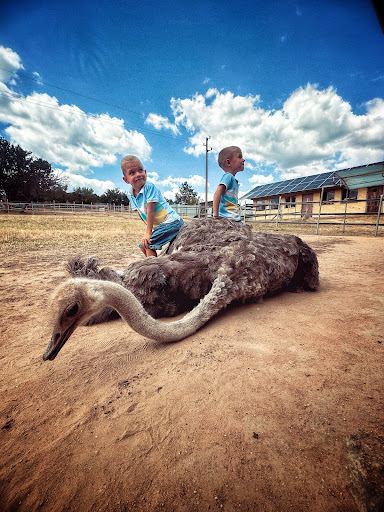 Ostrich Fun