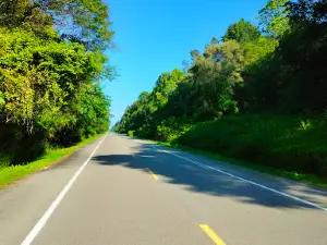 Rantau sialang