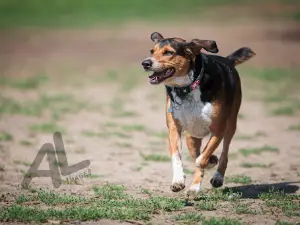 Ferguson Forest Dog Park