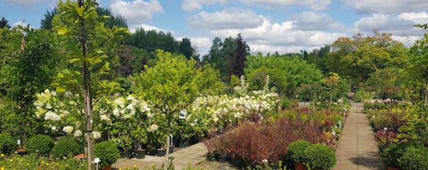 Magnolia. Centrum ogrodnicze