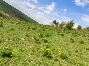 Silivașu de Câmpie