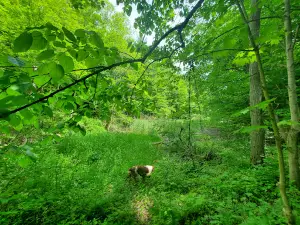 Mount Hope Park