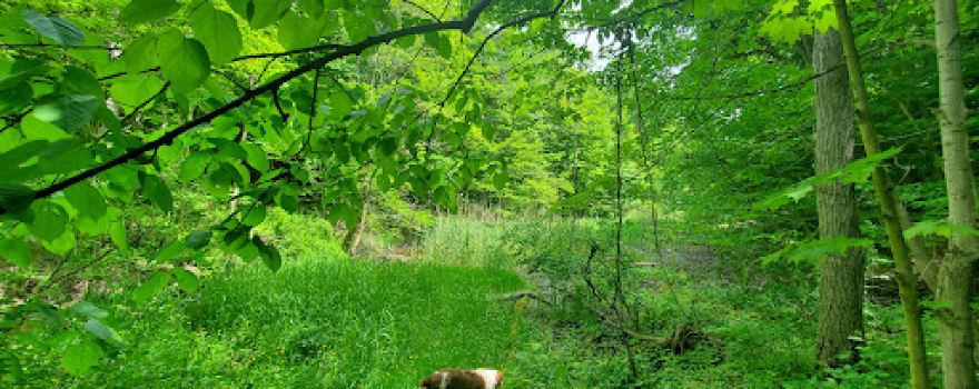 Mount Hope Park
