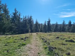 Rassemblement naturel des singes