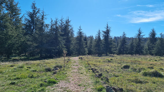 Rassemblement naturel des singes