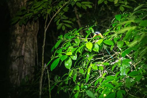 Night Walk Santamaria´s