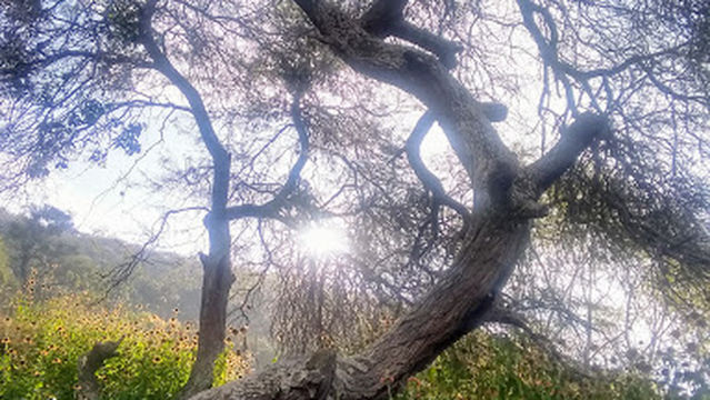 Plaza Principal Parcialidad de Irámuco