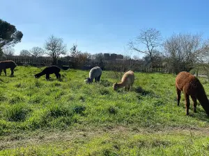 La Petite Ferme d'Alpagas Sanzay