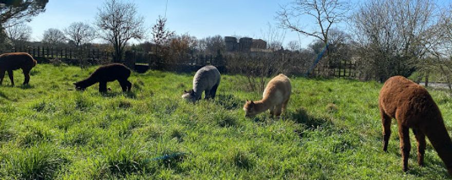 La Petite Ferme d'Alpagas Sanzay