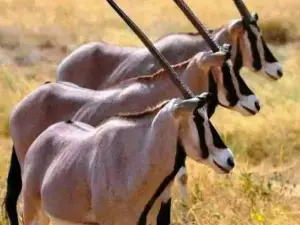 Yangudi Rassa National Park